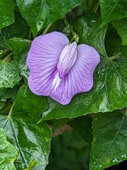 Centrosema pubescens