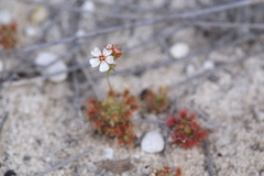 Drosera patens