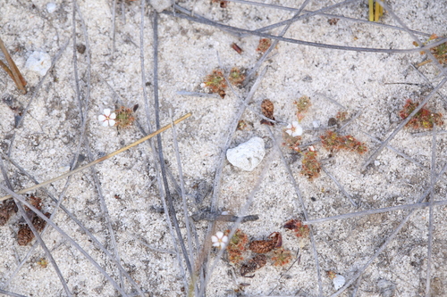 Drosera patens