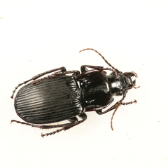 Abax parallelepipedus