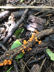 Favolaschia thwaitesii