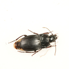 Abax parallelepipedus