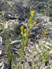 Bulbine semibarbata