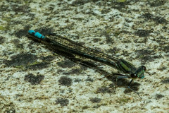 Pseudagrion furcigerum
