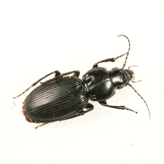 Pterostichus madidus