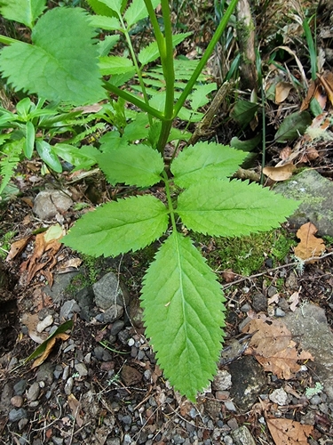 Sambucus lanceolata (Sambucus lanceolata)