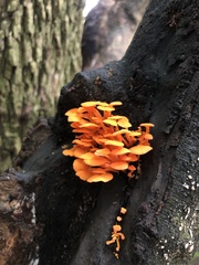 Favolaschia thwaitesii