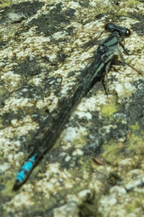 Pseudagrion furcigerum
