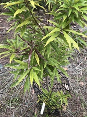 Quercus hypophaea