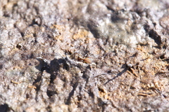 Diahogna