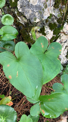 Arisarum vulgare