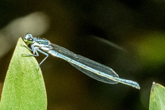 Pseudagrion furcigerum