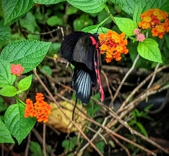 Papilio rumanzovia