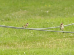Carduelis carduelis britannica