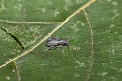 Sitona suturalis