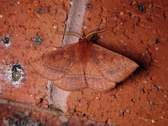 Anthela repleta
