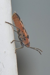 Horvathiolus delicatulus