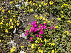 Lampranthus vernalis