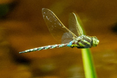 Zosteraeschna minuscula