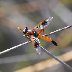 Miltinus cinctus