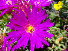 Lampranthus vernalis