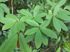 Sapotaceae