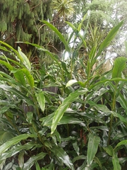 Hedychium