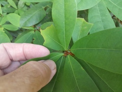 Sapotaceae
