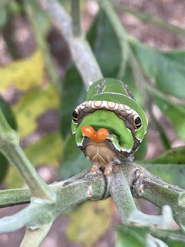 Citrus Swallowtail