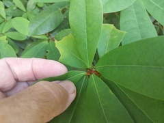 Sapotaceae