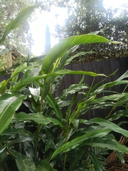 Hedychium