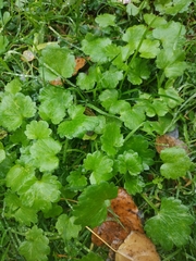 Ranunculus muricatus