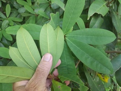 Sapotaceae