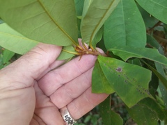 Sapotaceae