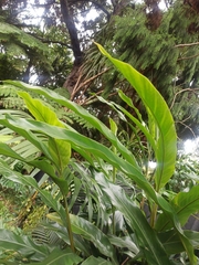 Hedychium