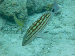 Lutjanus decussatus