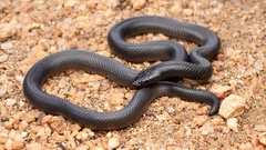 Atractaspis bibronii