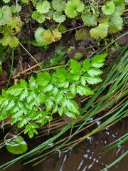 Apiales