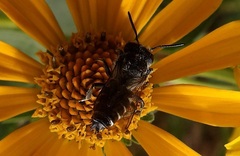 Coelioxys conoideus