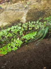 Apiales
