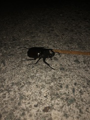 Xylotrupes australicus