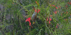 Foulehaio carunculatus