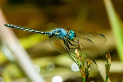 Trithemis stictica