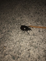 Xylotrupes australicus