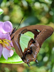 Polyura hebe