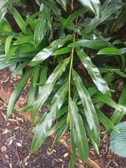 Hedychium