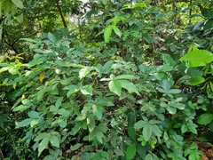 Vitex pinnata