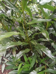 Hedychium