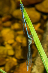Pseudagrion furcigerum