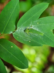 Polyura hebe